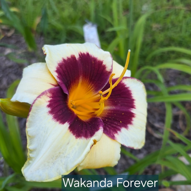 Wakanda Forever from PlantFancyGardens