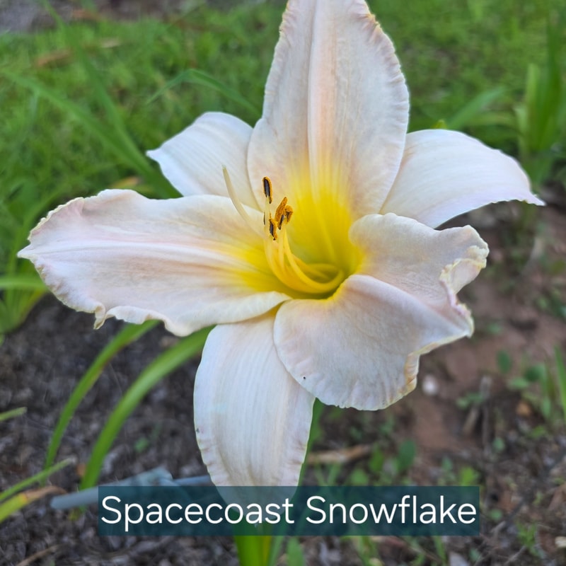 Spacecoast Snow Flake daylily bloom