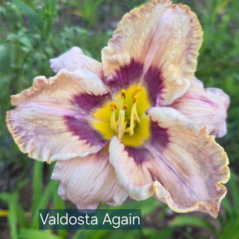 Valdosta Again from PlantFancyGardens