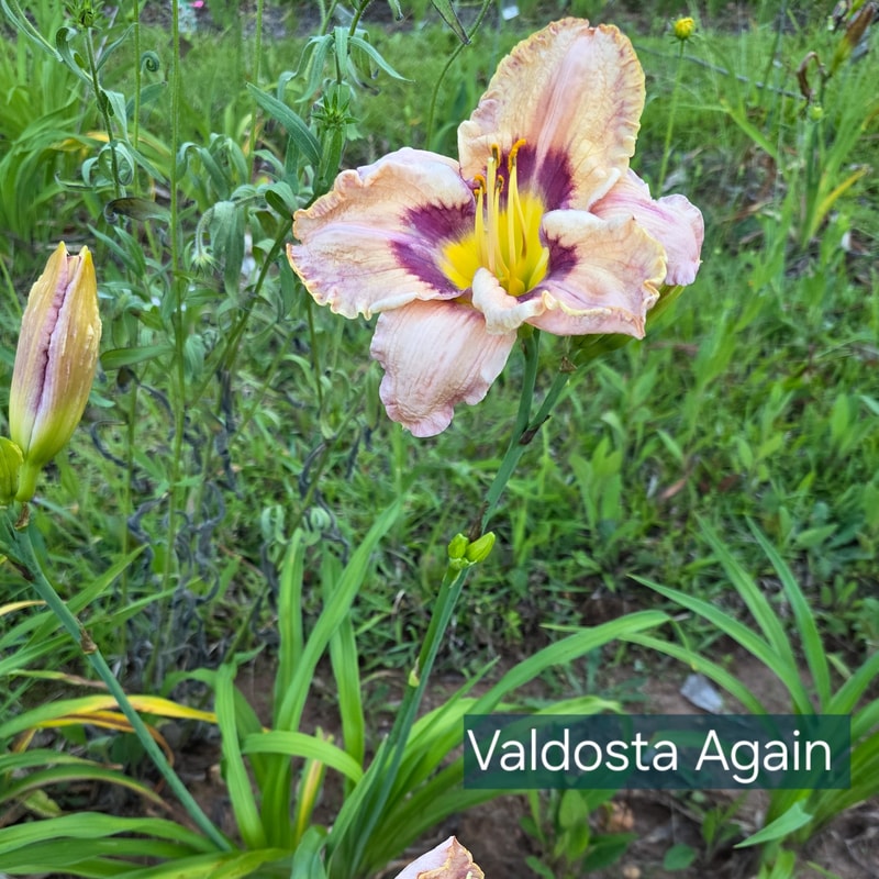 Valdosta Again from PlantFancyGardens