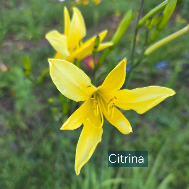 Citrina from PlantFancyGardens