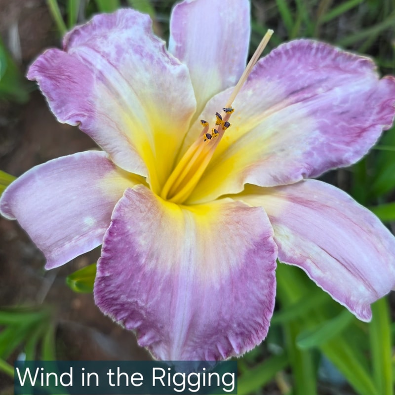 Wind in the Rigging from PlantFancyGardens