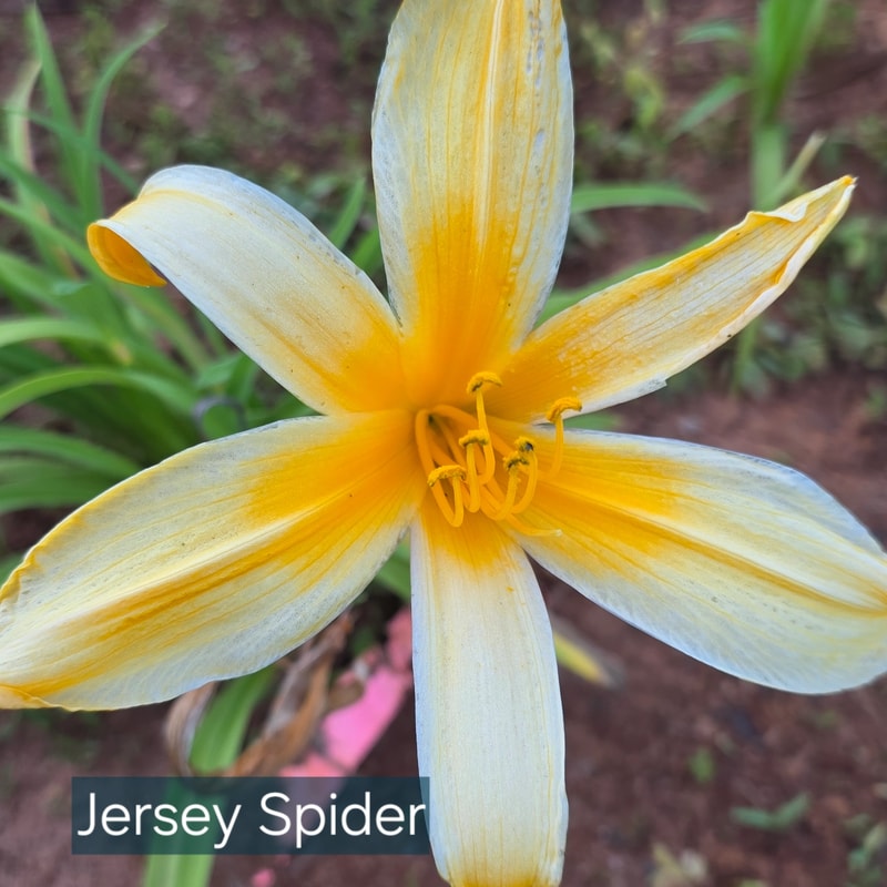 Jersey Spider from PlantFancyGardens