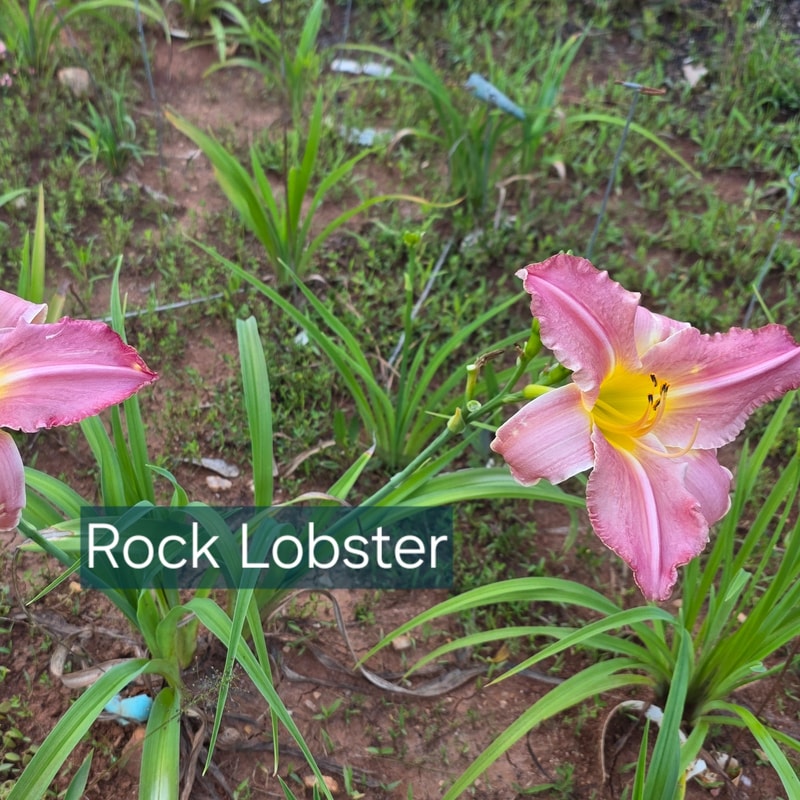 Rock Lobster from PlantFancyGardens