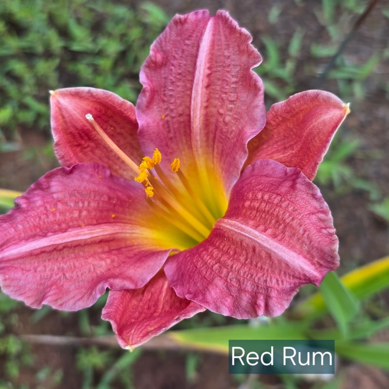 Red Rum from PlantFancyGardens
