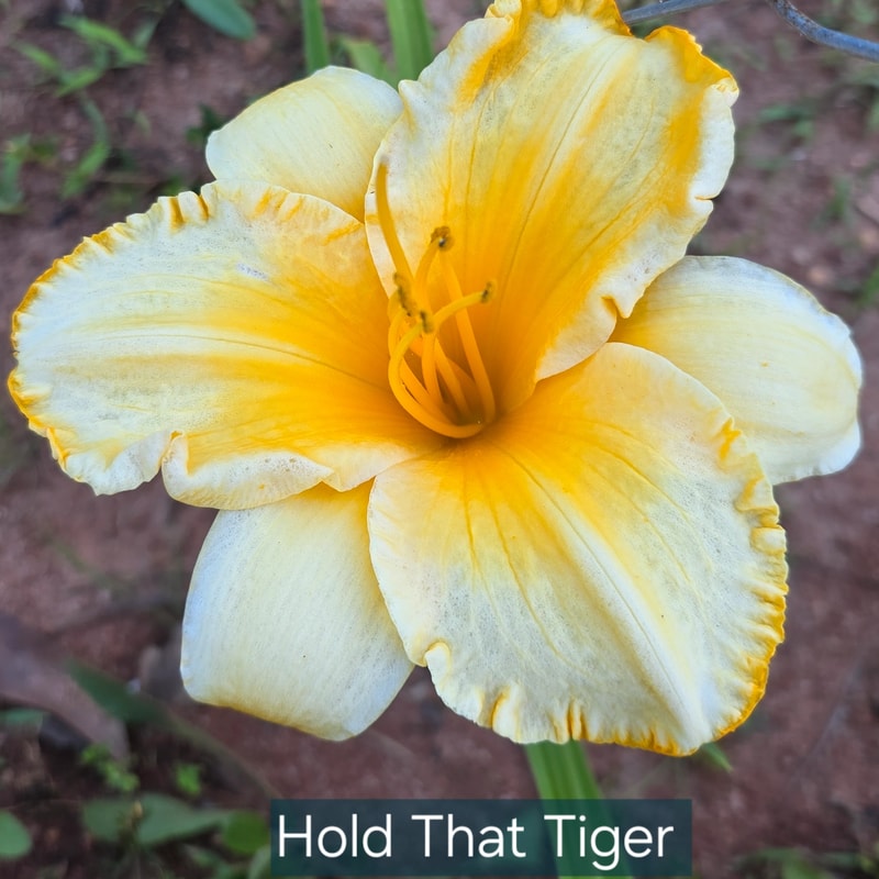 Hold That Tiger from PlantFancyGardens