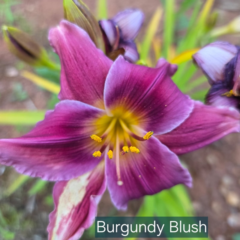 Burgundy Blush daylily bloom
