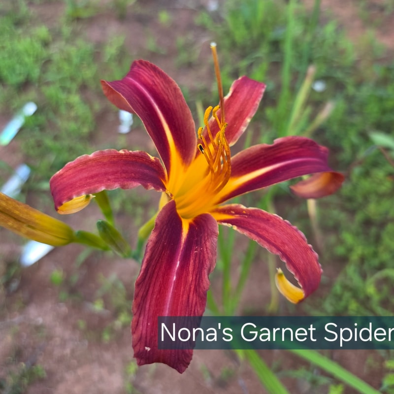 Nona's Garnet Spider from PlantFancyGardens