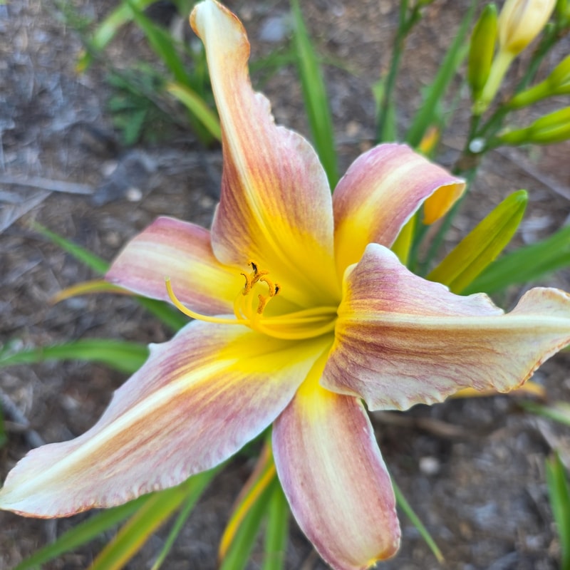 Beside Myself from PlantFancyGardens