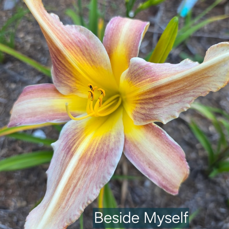 Beside Myself from PlantFancyGardens