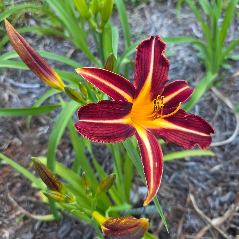 Ahoya from PlantFancyGardens