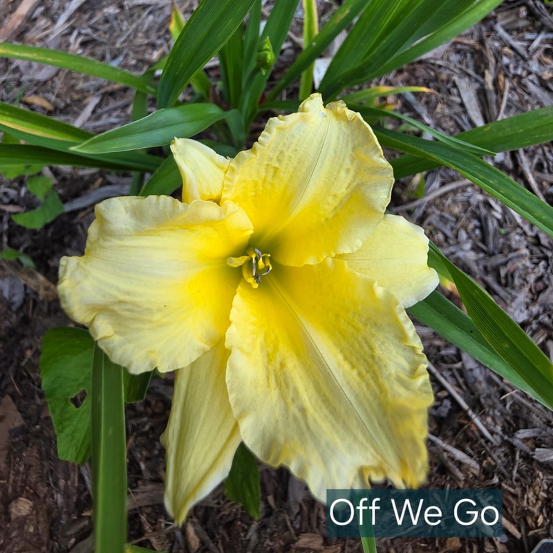 Off We Go daylily bloom