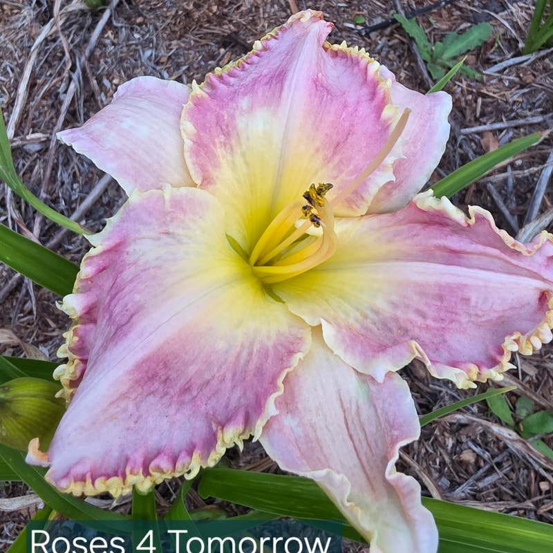 Roses for Tomorrow from PlantFancyGardens