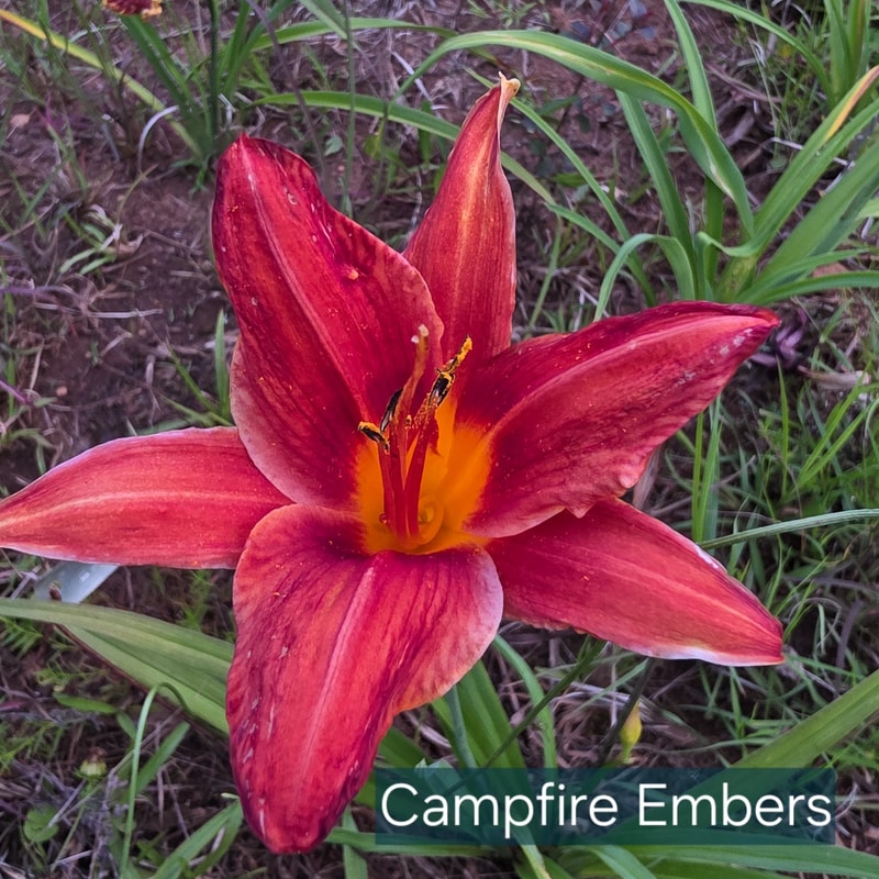Campfire Embers from PlantFancyGardens
