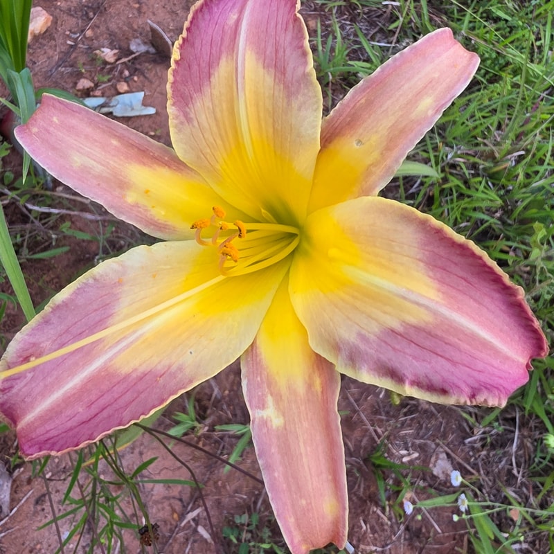 Eliminate the Negative from PlantFancyGardens