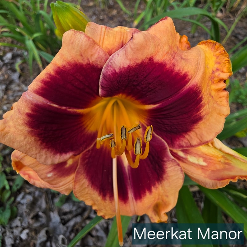 Meerkat Manor from PlantFancyGardens