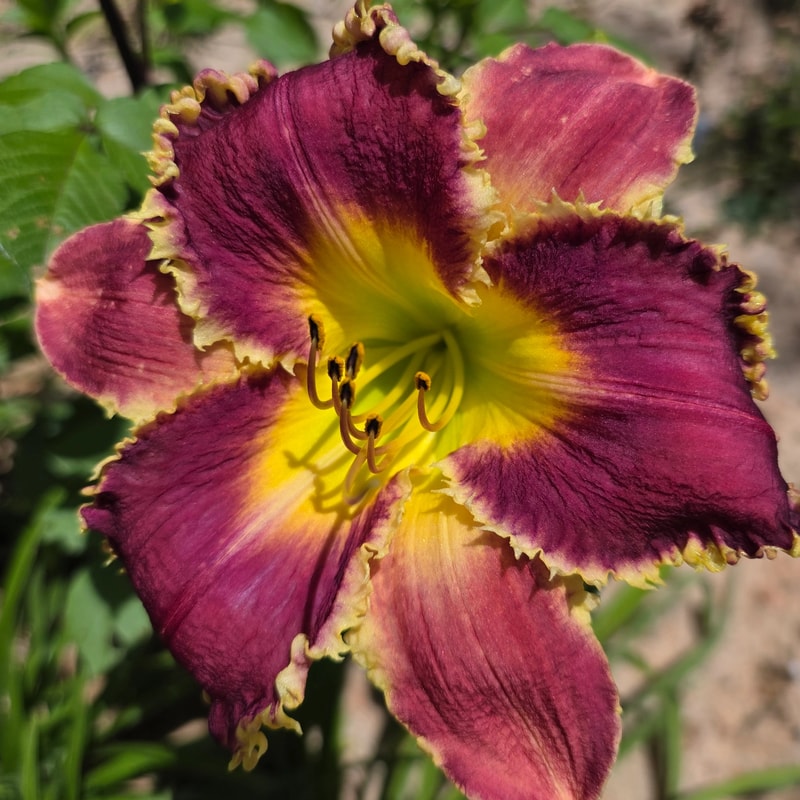Venus Flytrap daylily bloom
