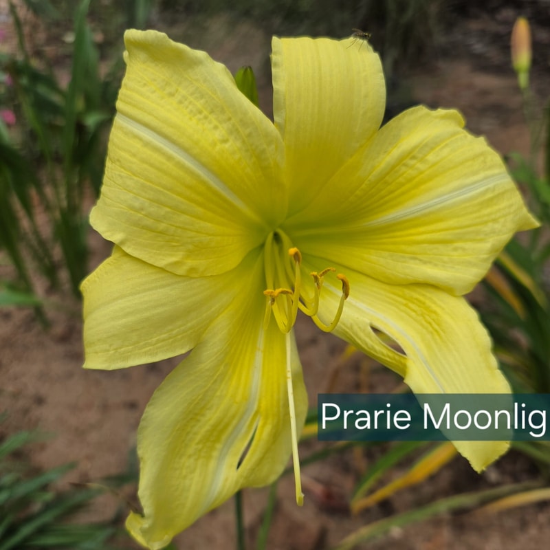 Prairie Moonlight daylily bloom