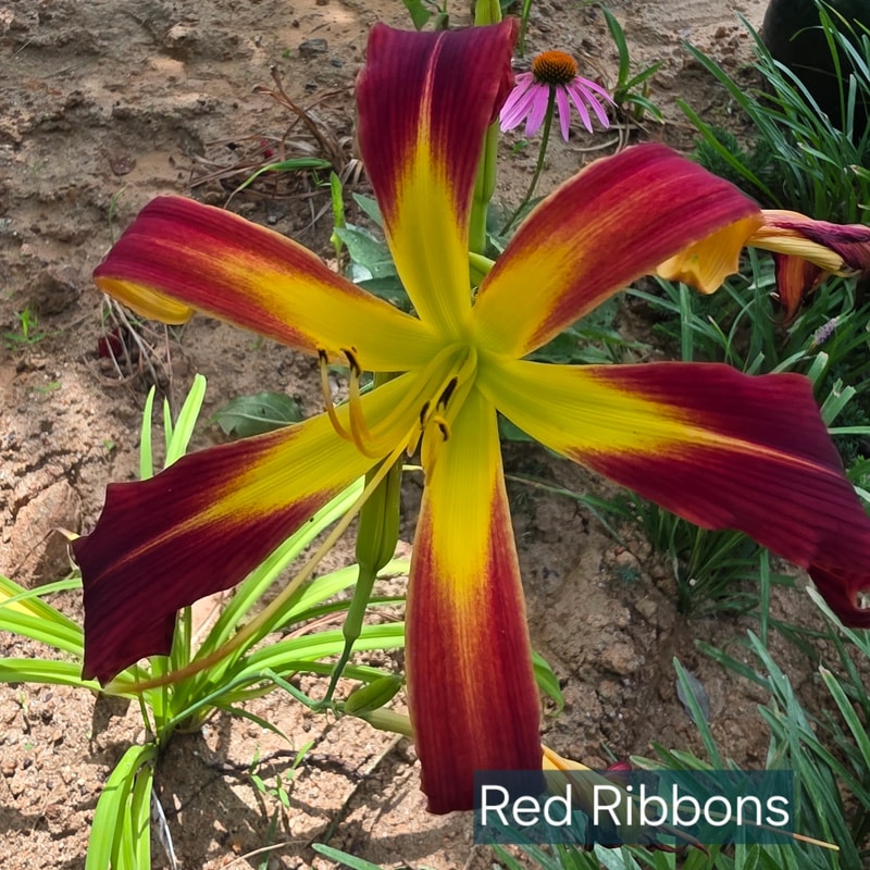 Red Ribbons daylily bloom