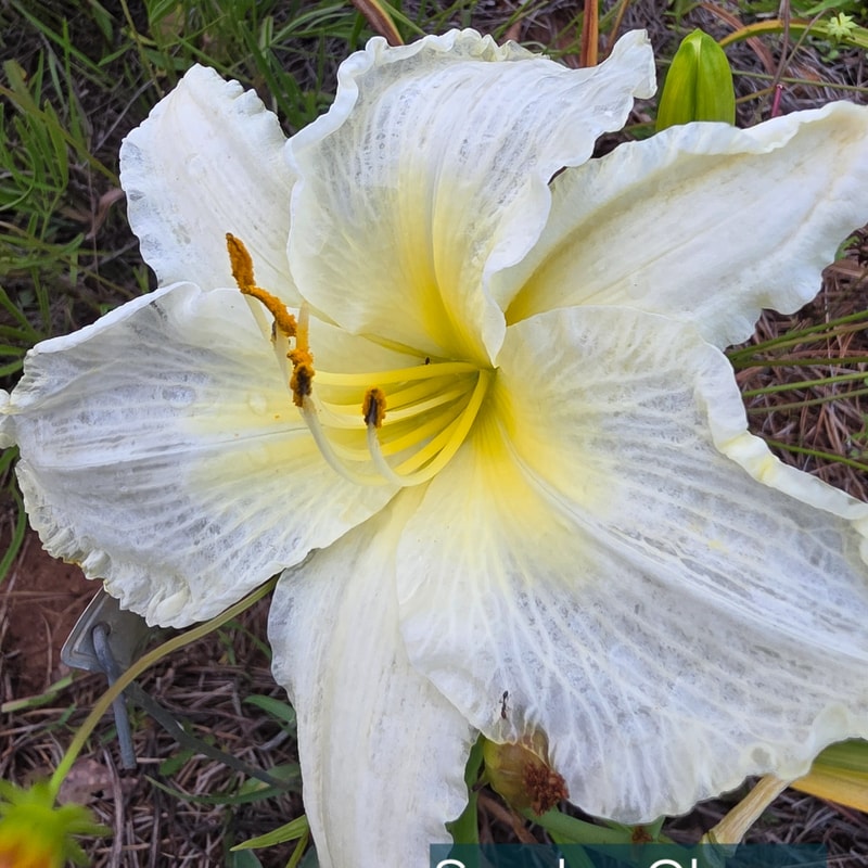 Sunday Gloves daylily bloom