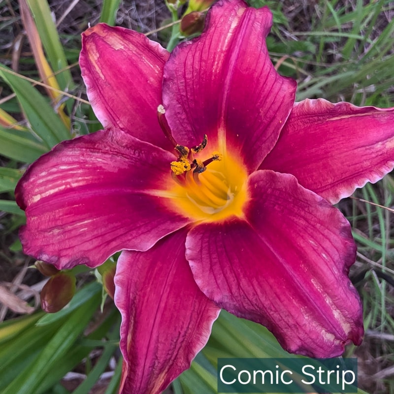 Comic Strip daylily bloom