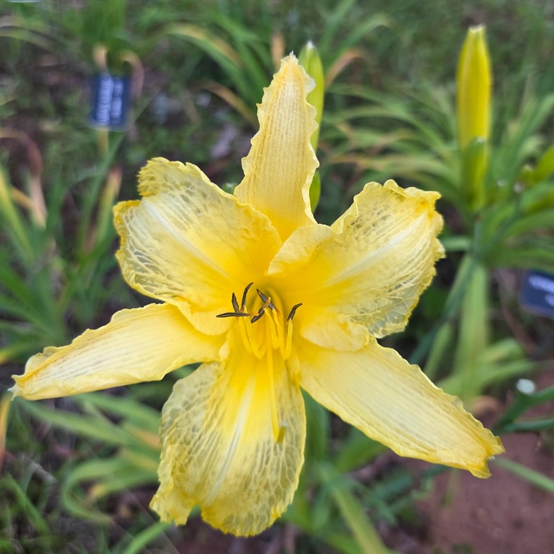 Tetrina's Daughter from PlantFancyGardens