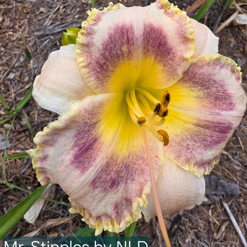 Mr Stipples by NLD daylily bloom