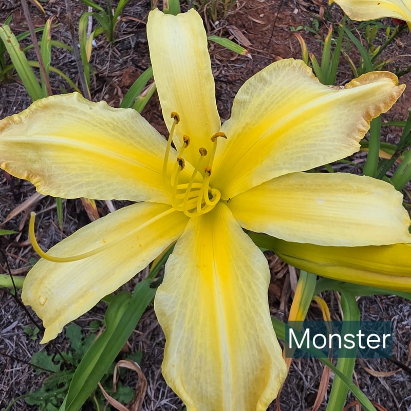 Monster from PlantFancyGardens