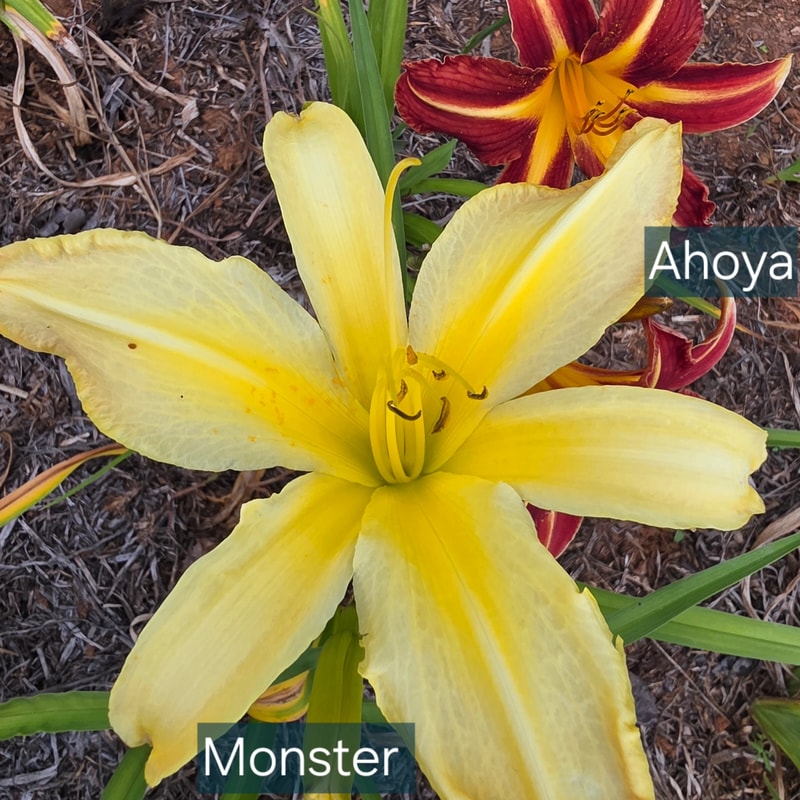 Monster daylily bloom