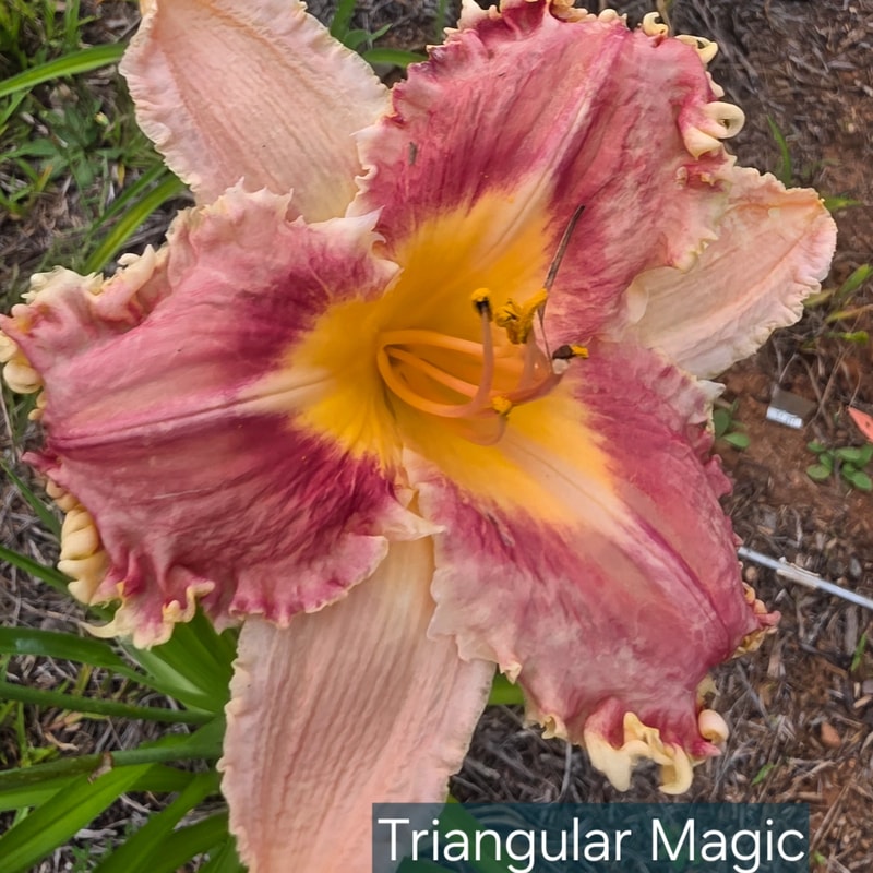 Triangular Magic daylily bloom