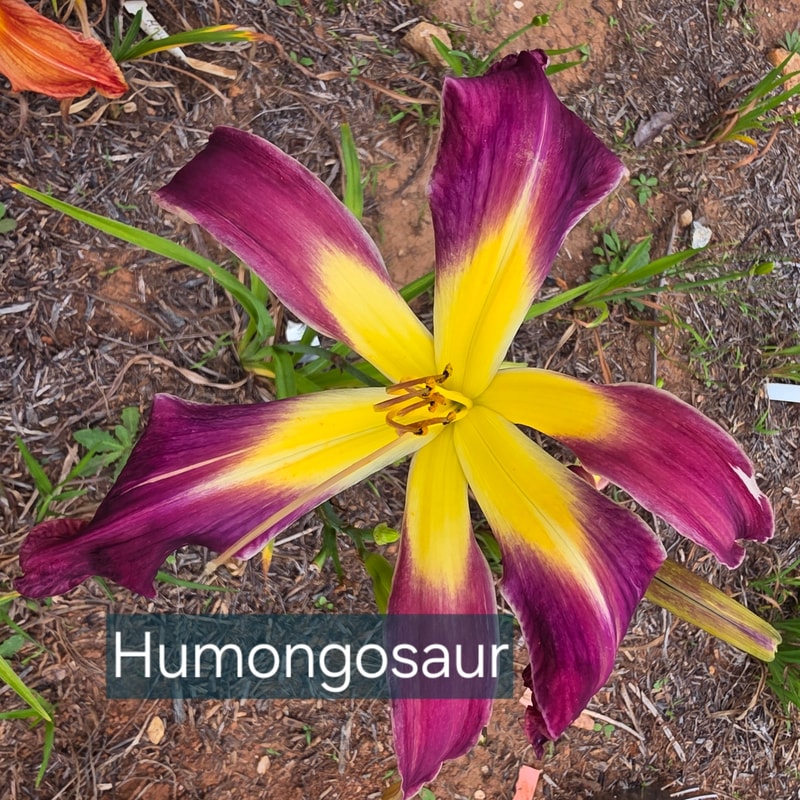 Humungousaur daylily bloom