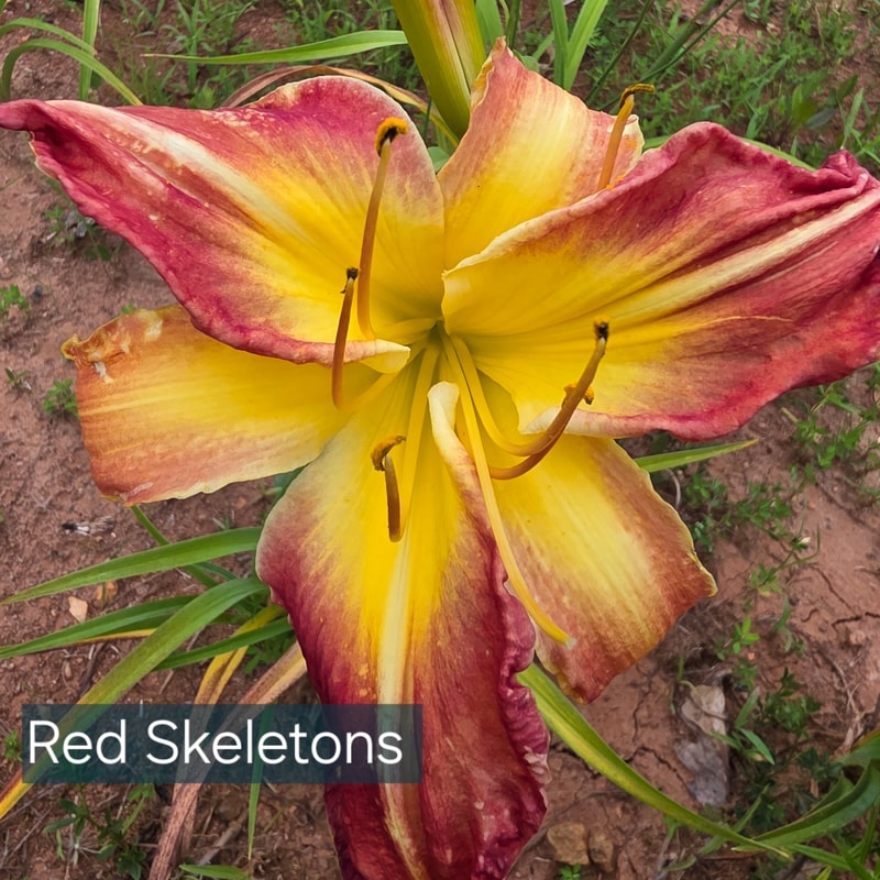 Red Skeletons daylily bloom