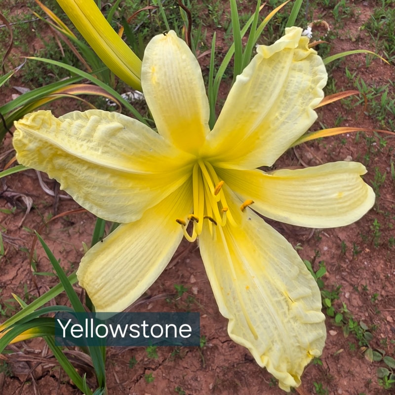 Yellowstone daylily bloom
