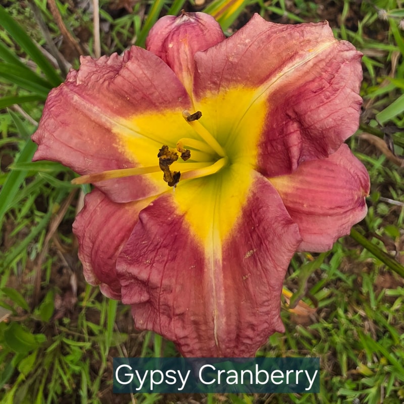 Gypsy Cranberry catalog image