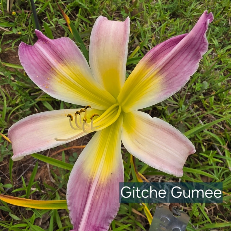 Gitche Gumee catalog image