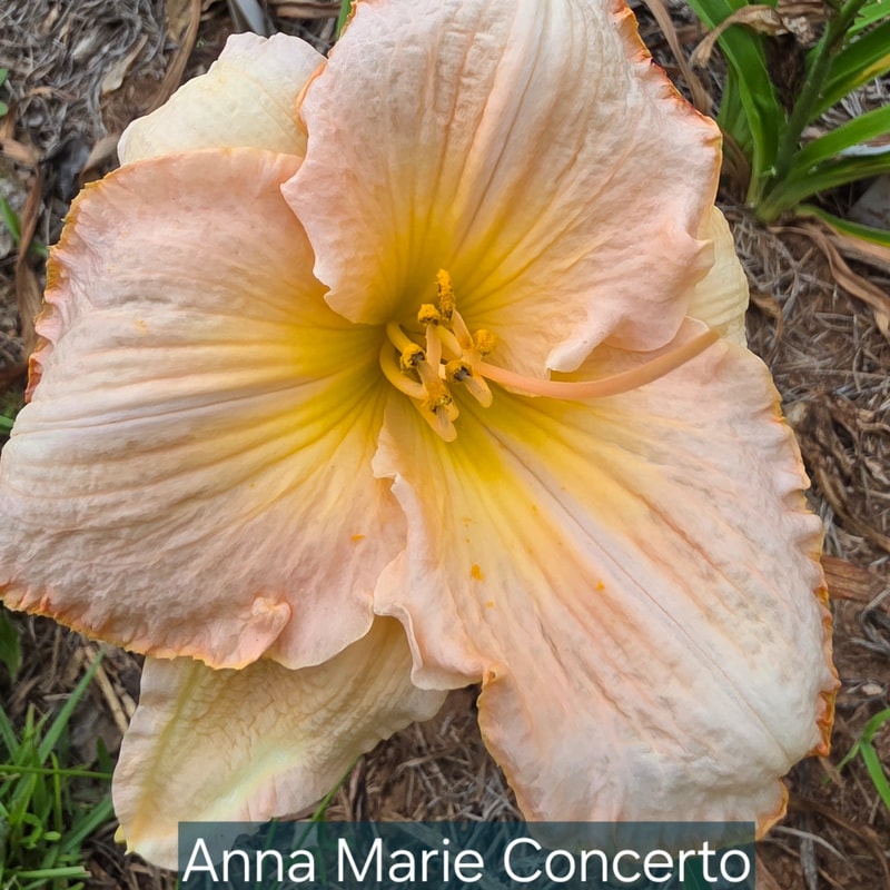 Anna Marie Concerto daylily bloom