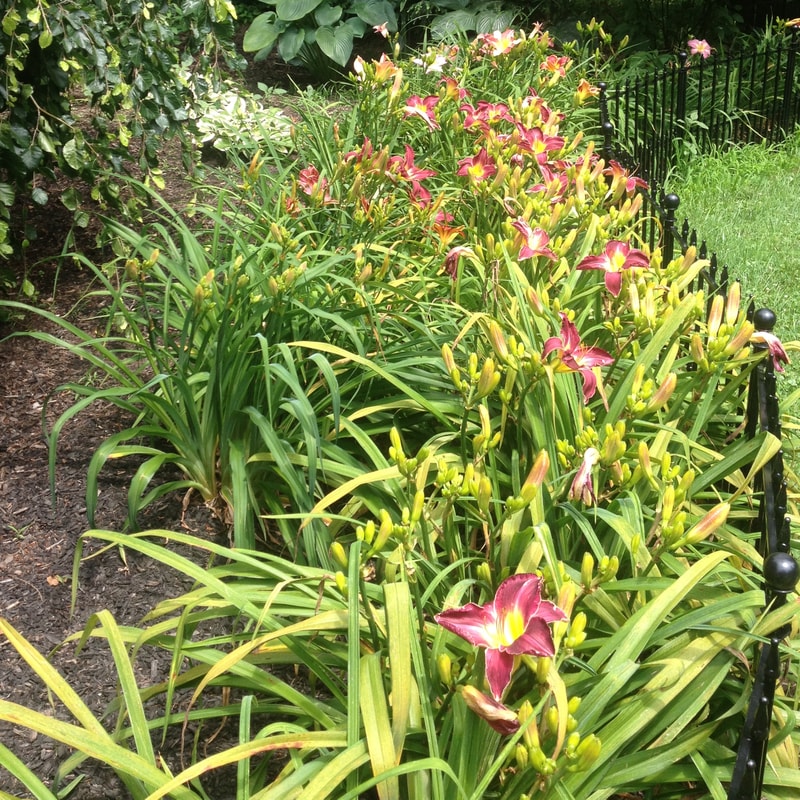 MYTHICAL MOIUNTAIN DAYLILY GARDENS  garden image