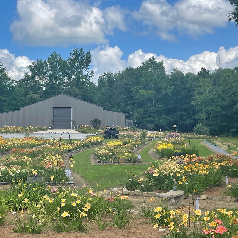 Libby’s Lilies garden image