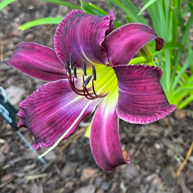 Arrowhead Falls from Wood Branch Daylilies