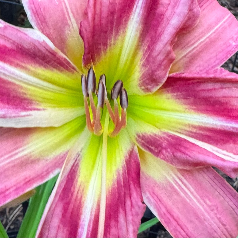 Remembering Bob Catherwood from Wood Branch Daylilies