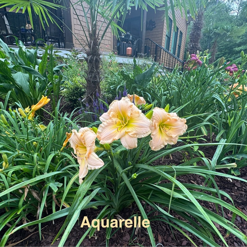 Aquarelle daylily bloom