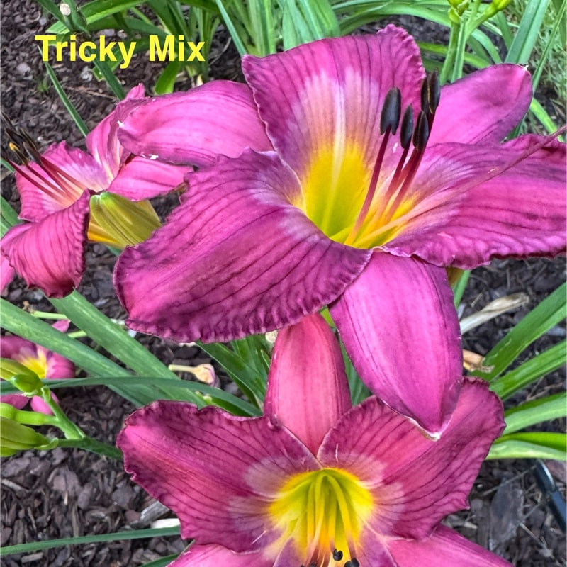 Tricky Mix from Wood Branch Daylilies