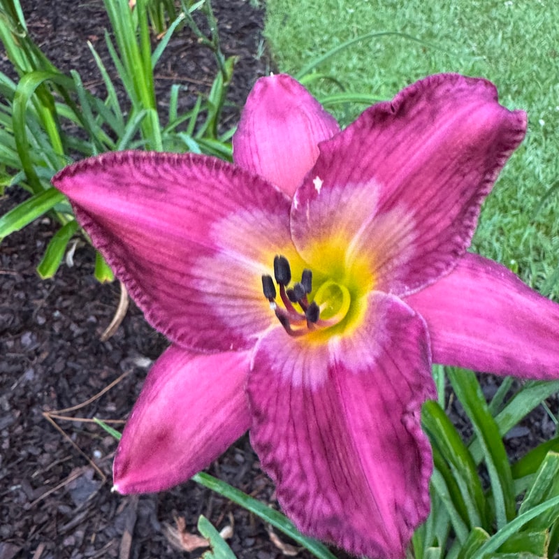 Tricky Mix daylily bloom