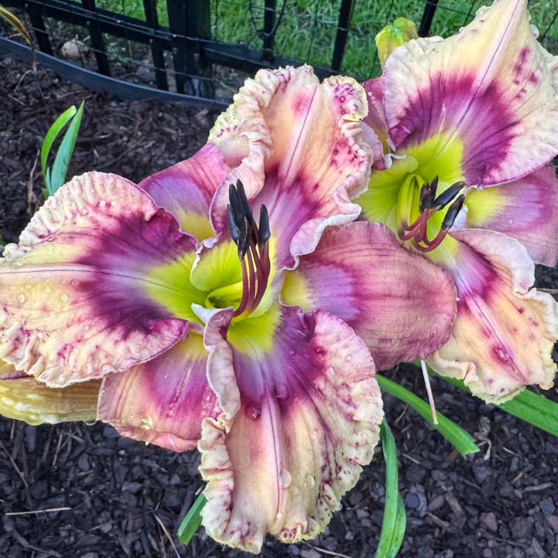 Italian Summer daylily bloom