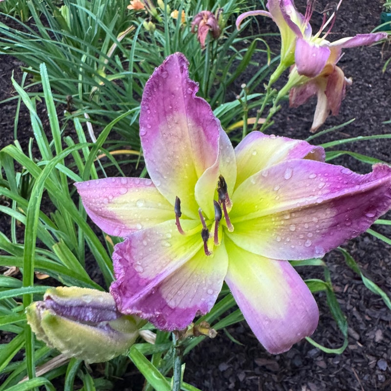 Life Goes On daylily bloom
