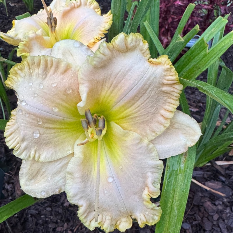 Multitude of Ruffles daylily bloom