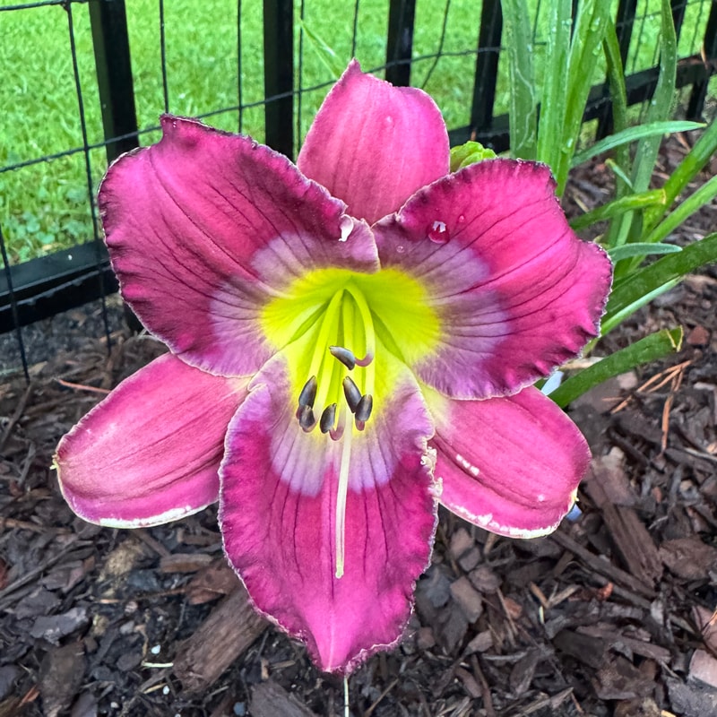 Biltmore Baby daylily bloom