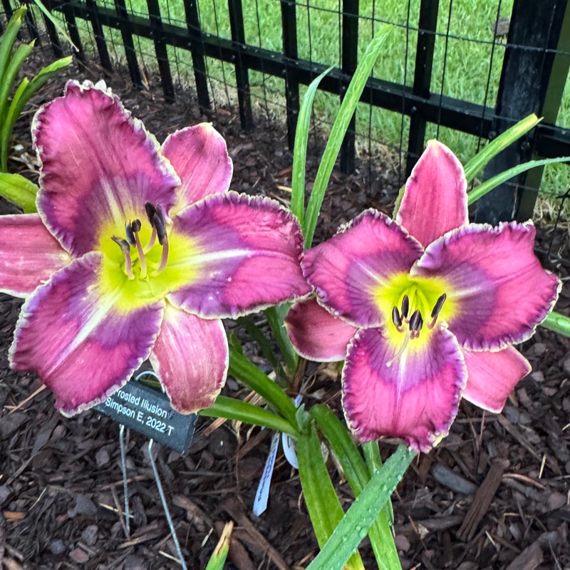 Frosted Illusion from Wood Branch Daylilies