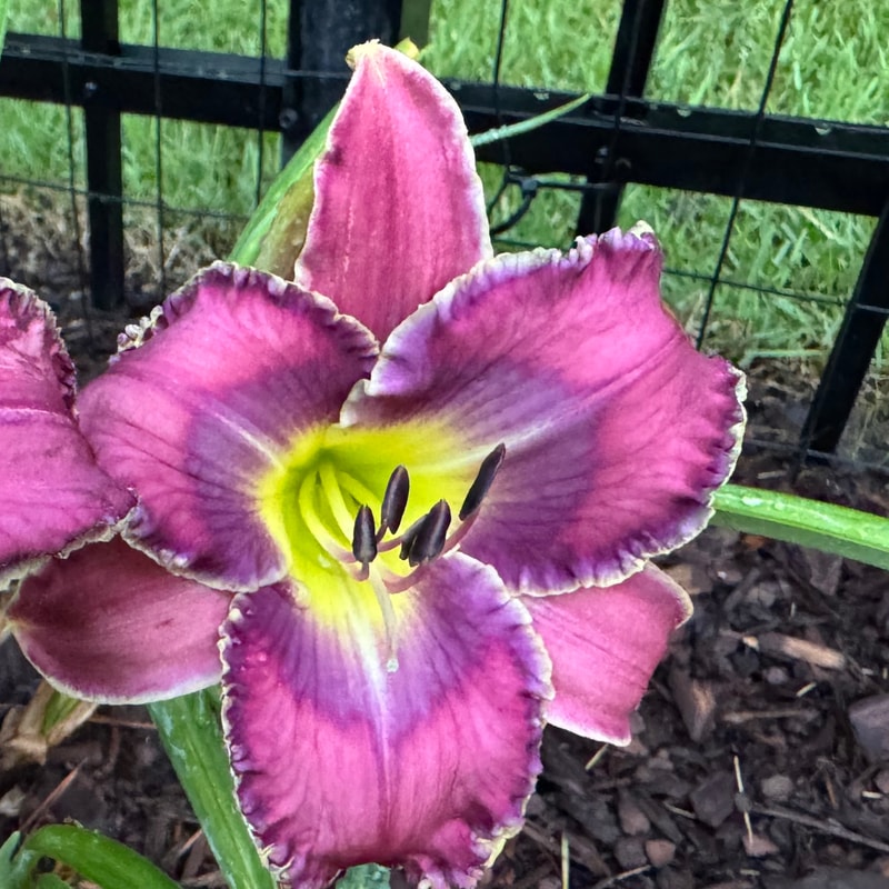 Frosted Illusion daylily bloom