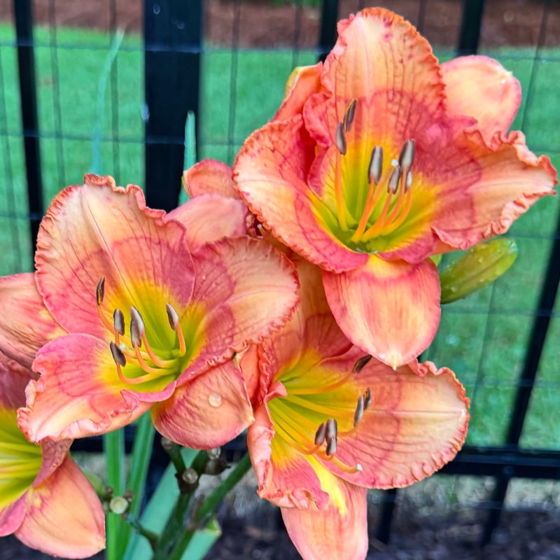 Blue Ridge Lucky Charm  daylily bloom